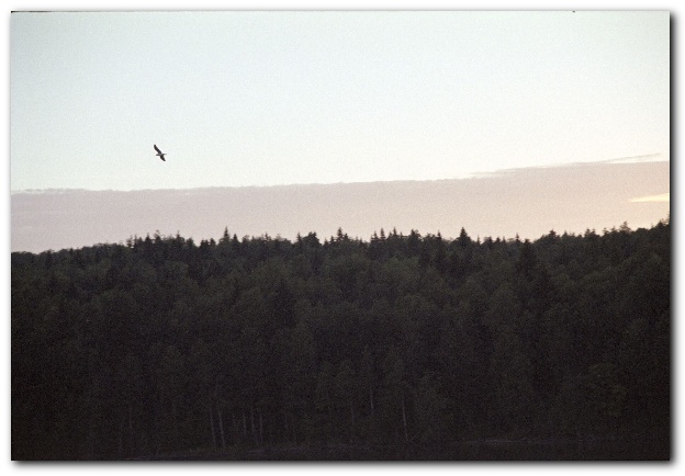 600x409 pixels (84K)