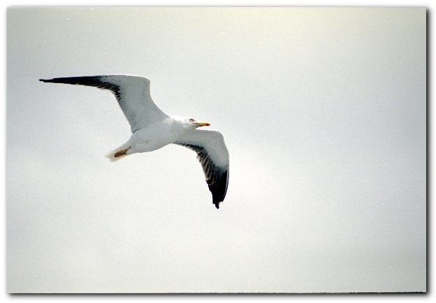 600x409 pixels (82K)