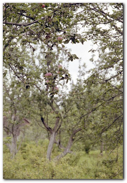 410x599 pixels (108K)