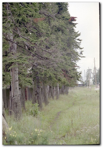 410x599 pixels (98K)