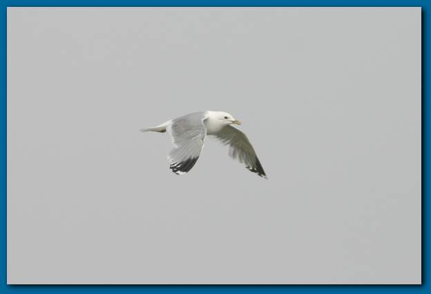 600x401 pixels (8K)