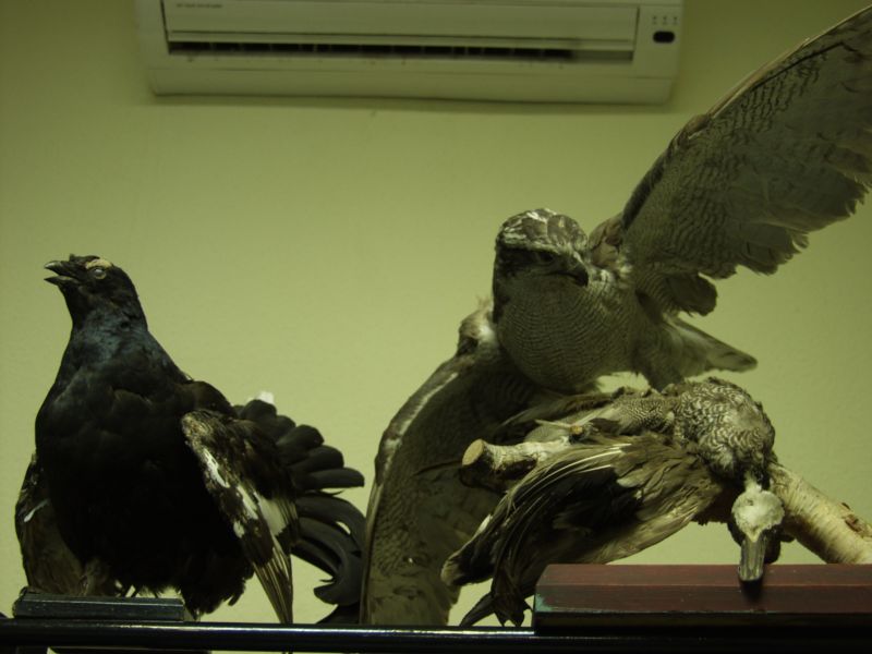 776x575 pixels (50K)